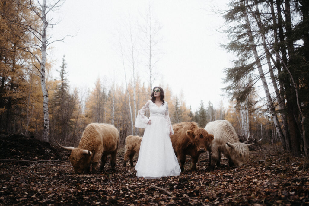 ontario farm wedding / elopement with cows 